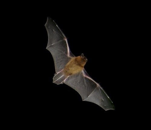 COMPLET / À la découverte des chauves-souris