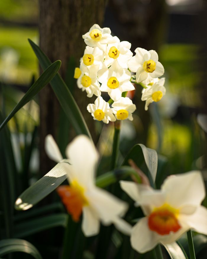 Balade contée au Jardin botanique de la Bastide