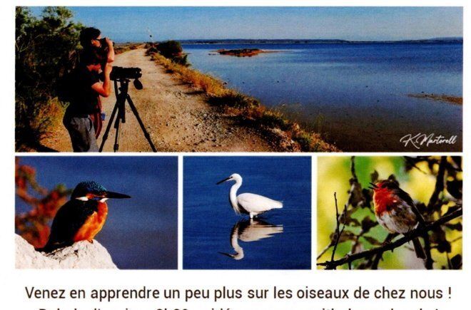 Balade découverte des oiseaux