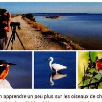 Balade découverte des oiseaux