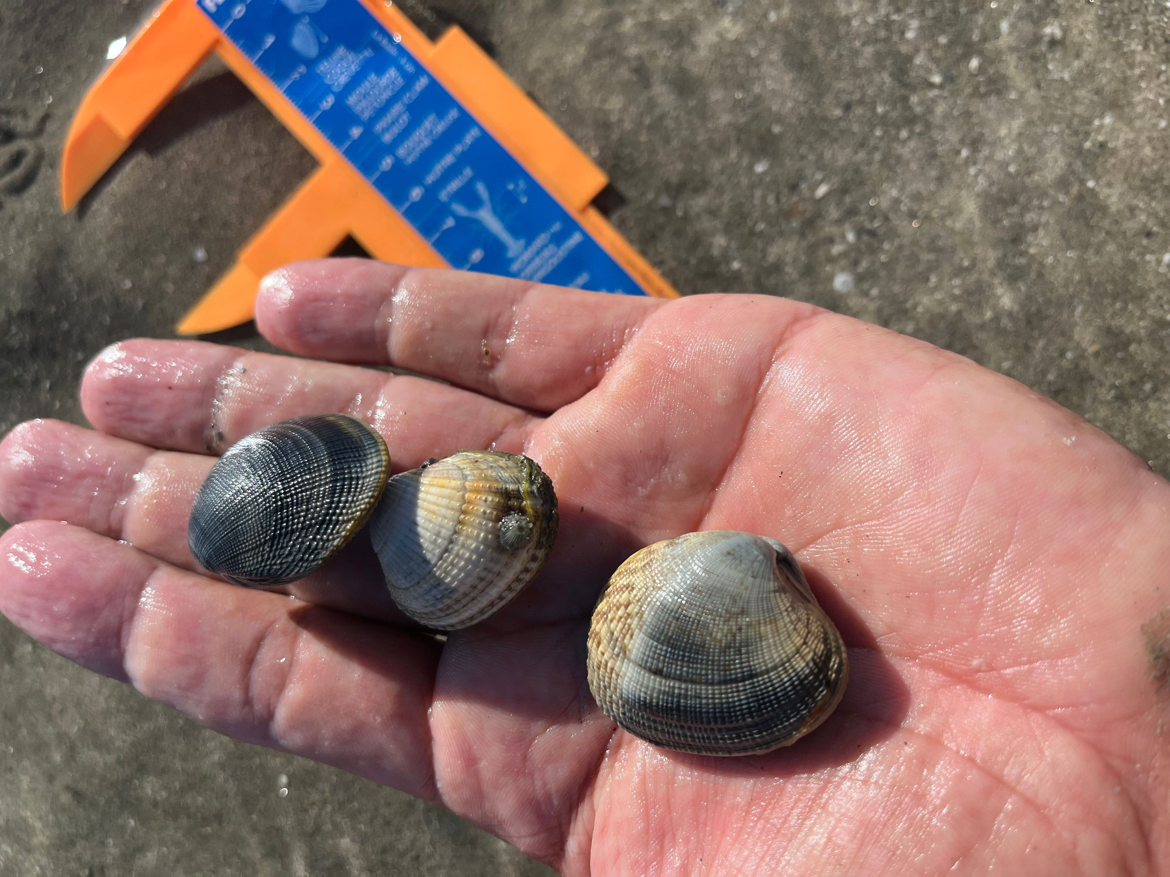 Shore Fishing in Brittany – Discovery Outing in Saint-Jacut-de-la-mer with a Nature Guide