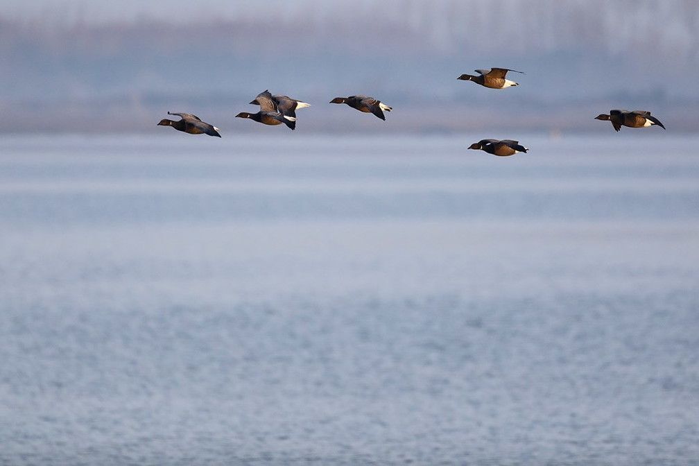 Reconnaissance des oiseaux migrateurs du Golfe du Morbihan