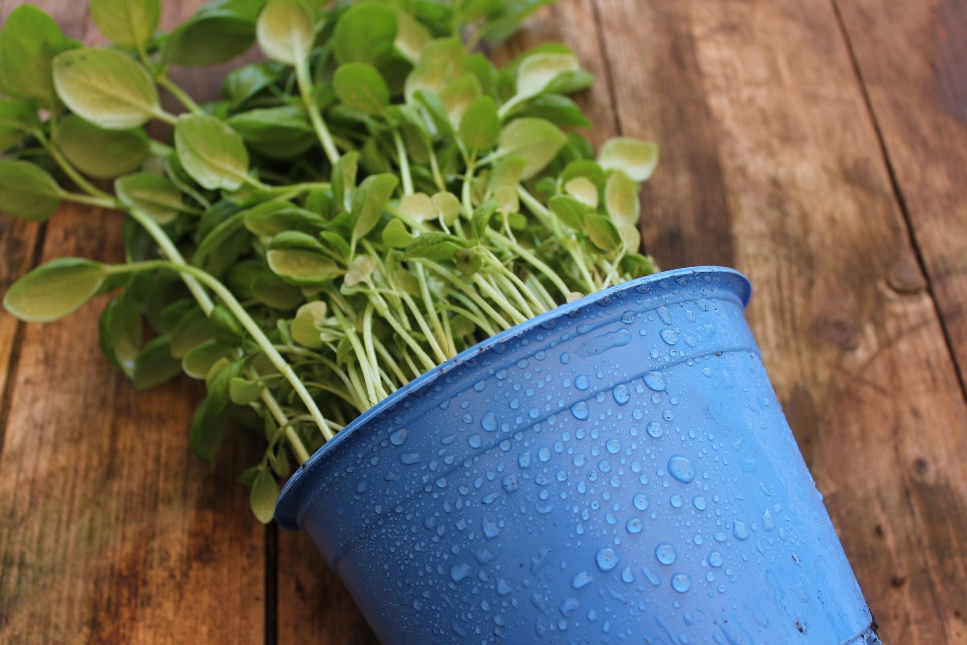 Se soigner par les plantes
