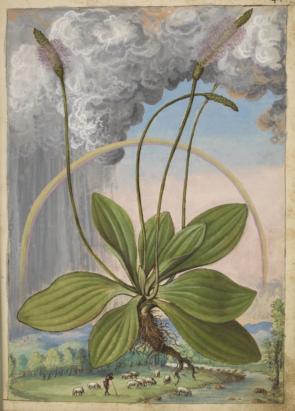 L'art naturaliste imprimé depuis la Renaissance