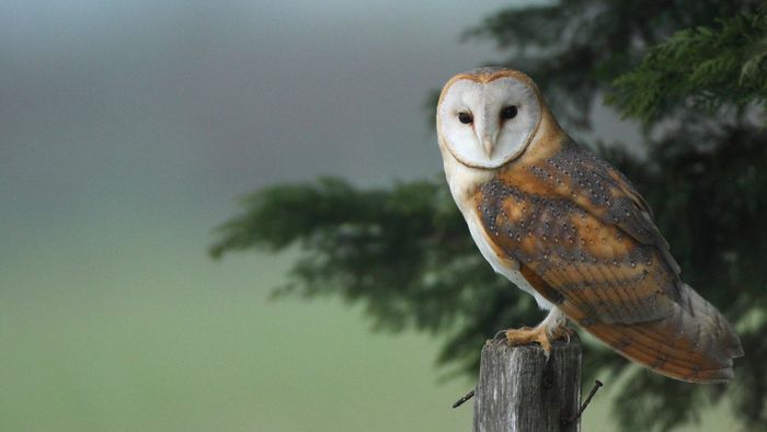 Les animaux de la nuit