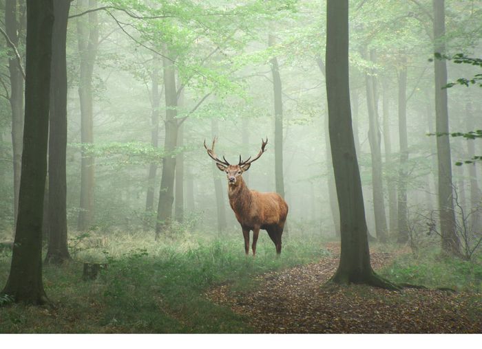 Brame du cerf, lièvres et chevreuils