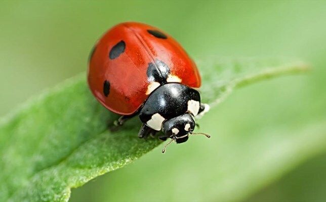 Conférence sur les insectes du jardin