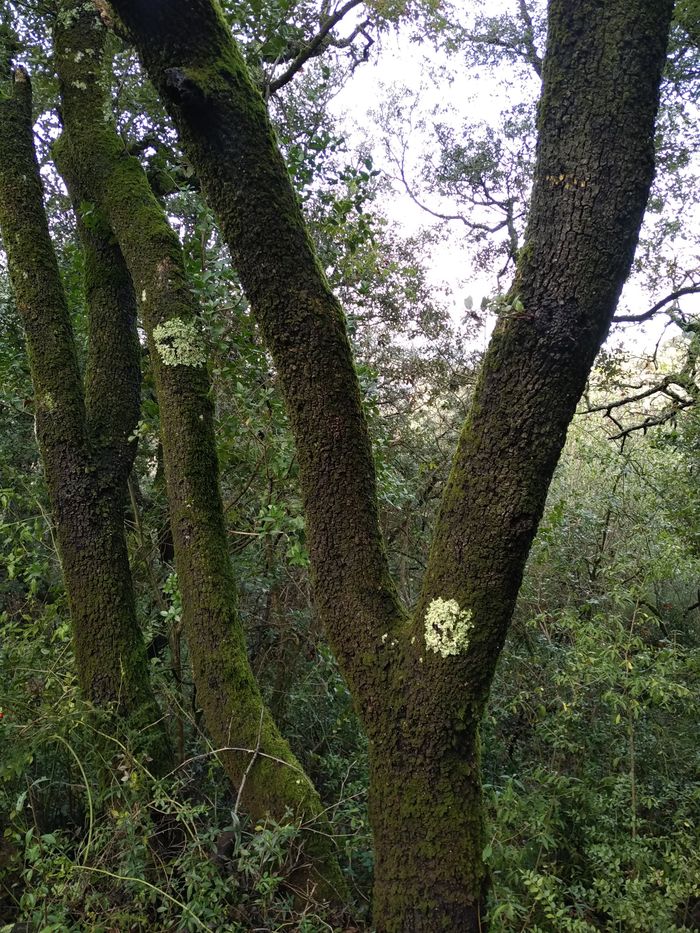 Arbres et arbustes indigènes : des arbres et des savoirs