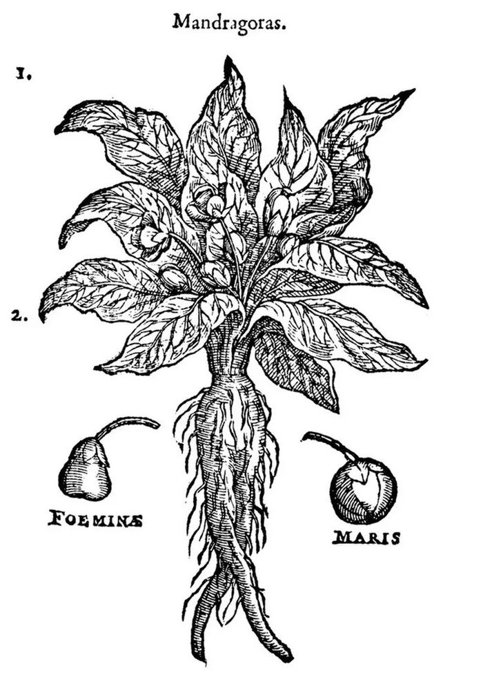 Sorcières et botanique