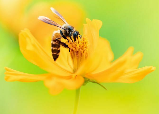 Rendez-vous de la transition écologique : Les abeilles Lucéennes