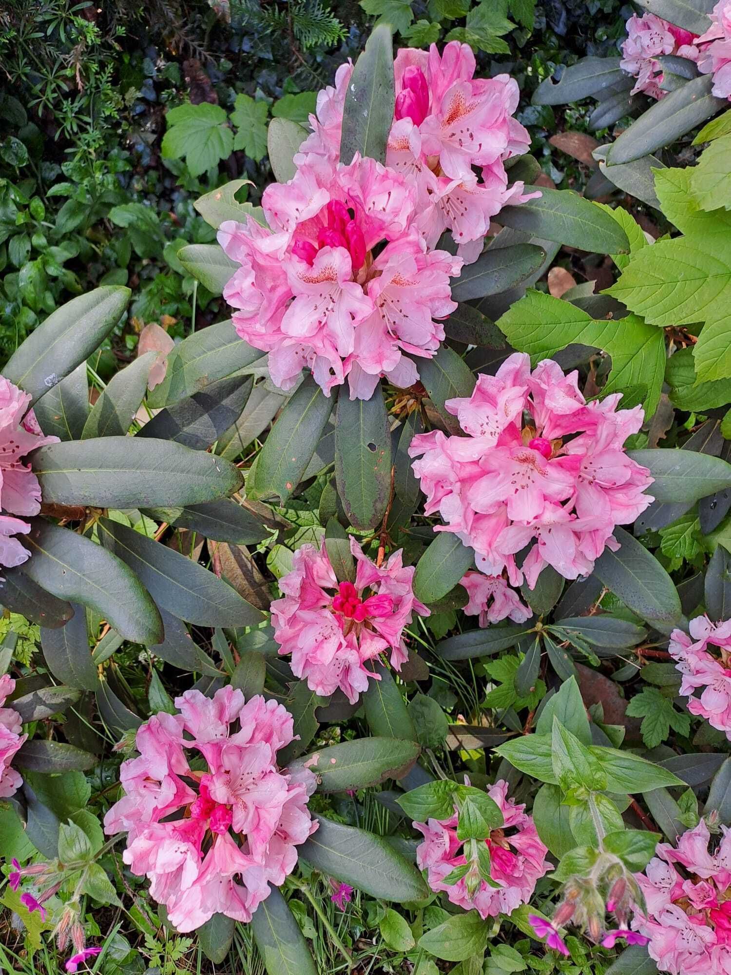 Dessin & poésie au jardin