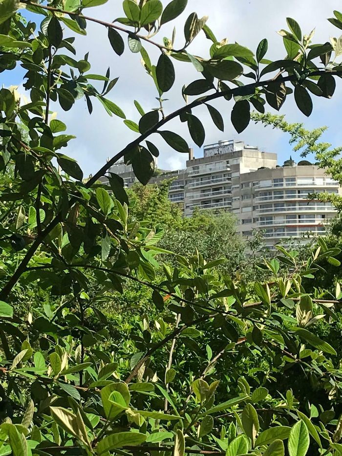Les arbres de l’île de Nantes, du parvis des nefs au jardin de l’estuaire