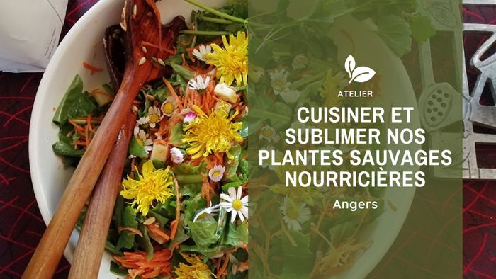 Cuisiner et sublimer nos plantes sauvages nourricières