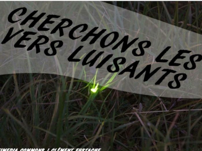 Cherchons les verts luisants