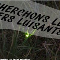 Cherchons les verts luisants