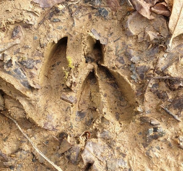 Découverte des traces d'animaux, à la recherche d'indices et des bois de cerf