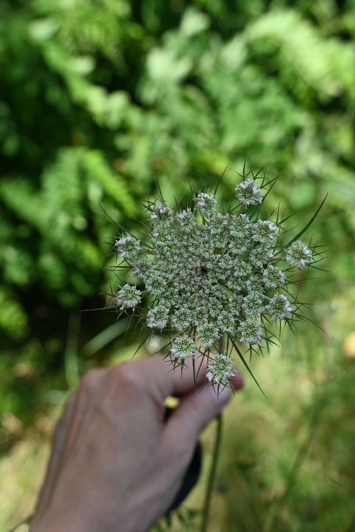 Plantes sauvages comestibles à Baulette