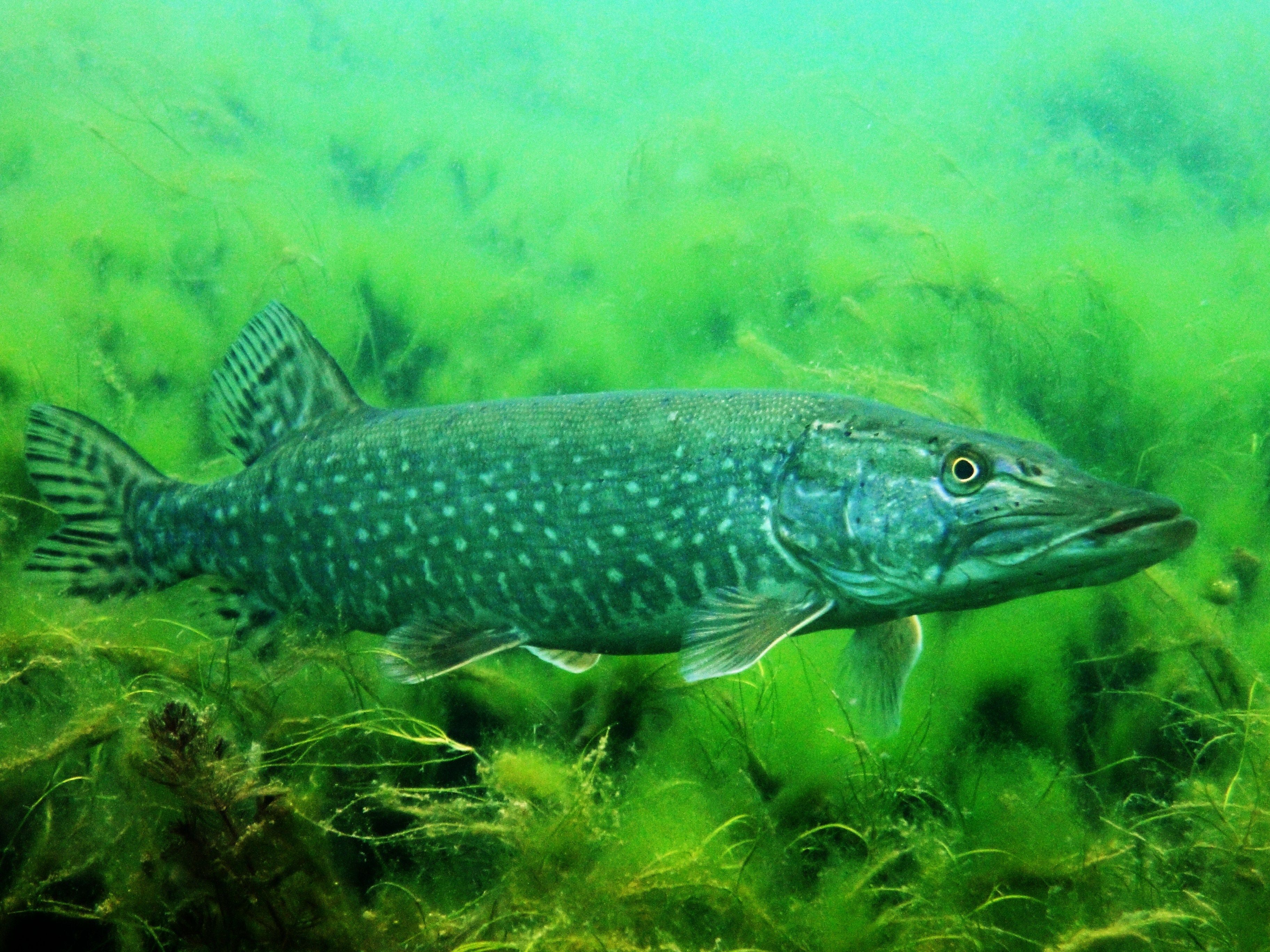 Rencontres aquatiques, à la découverte des poissons du Léman !