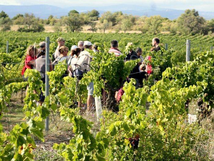 Balade vigneronne - Château l'Amiral