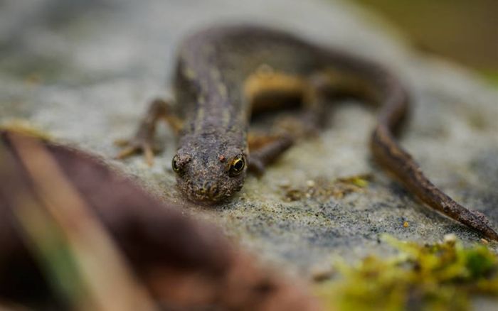 Les amphibiens de Paris