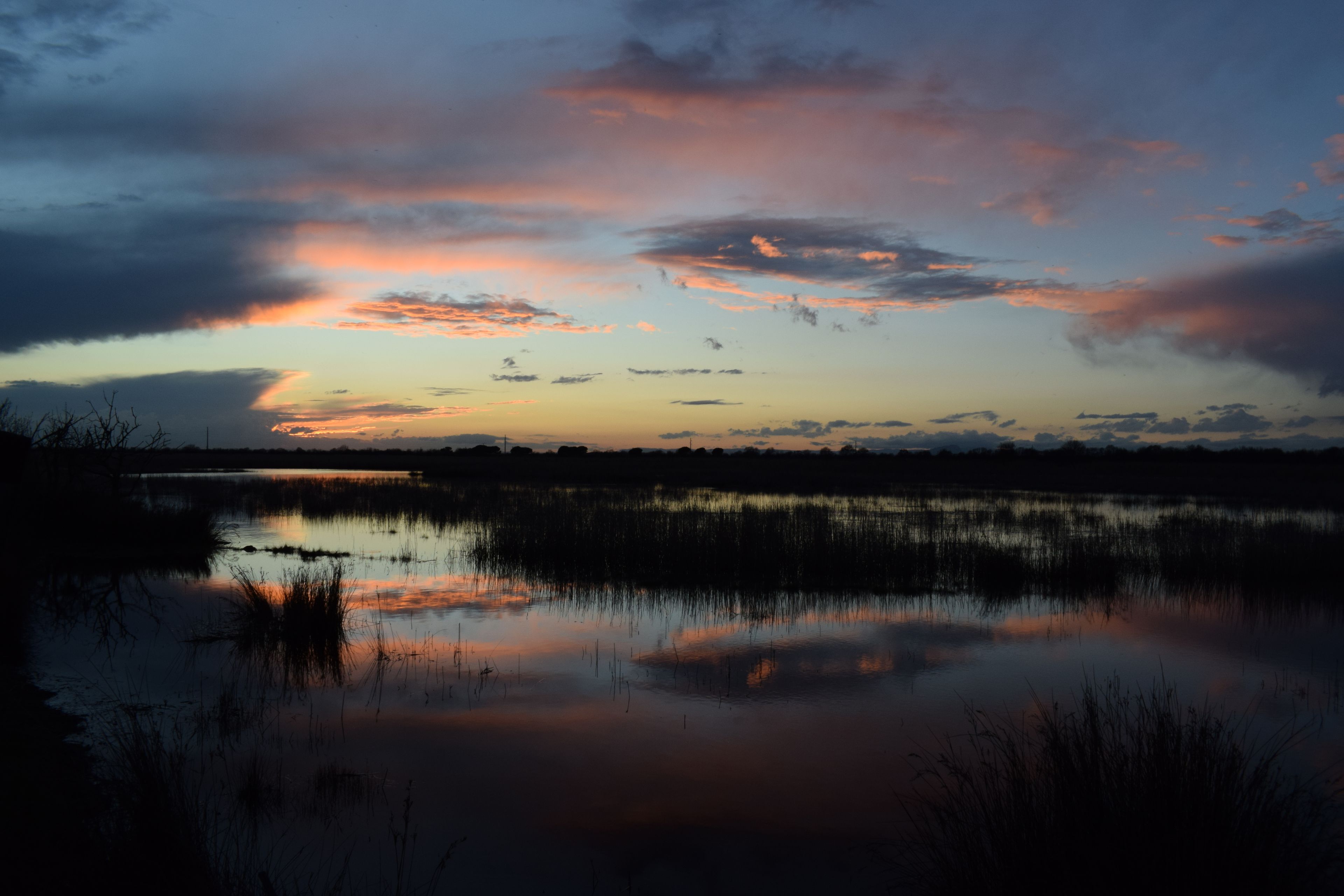 Visite guidée en zone humide de Camargue