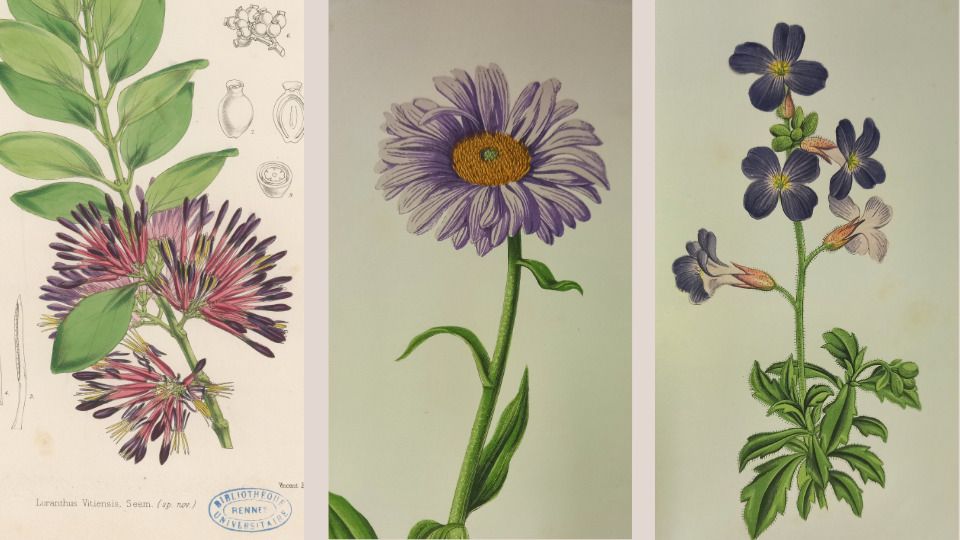 Du 14 novembre au 20 décembre, venez découvrir l’exposition Fleur(s) à la BU Beaulieu