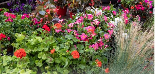 Marché Aux Fleurs