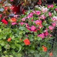 Marché Aux Fleurs
