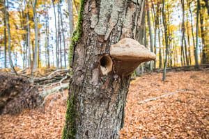 Mon ami l'arbre