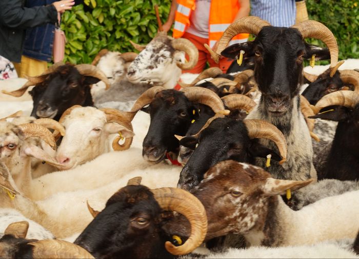 Assistez à la transhumance d'un troupeau de brebis !