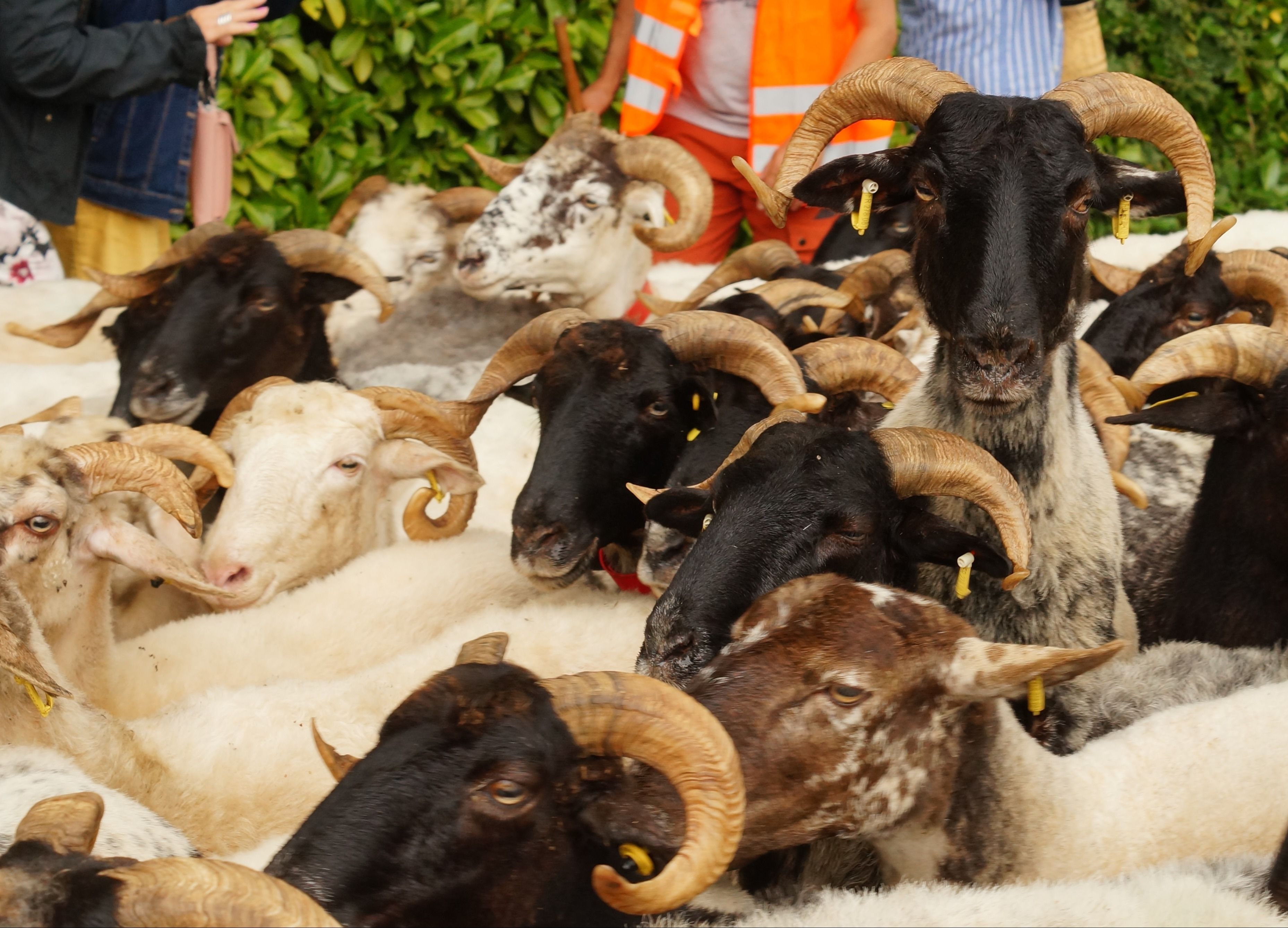 Assistez à la transhumance d'un troupeau de brebis !