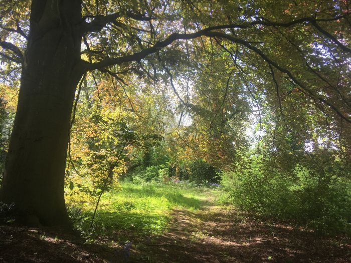 Découvert du jardin du hêtre