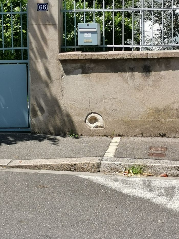 Atelier 6/12 ans : Sur les pas de l'ammonite