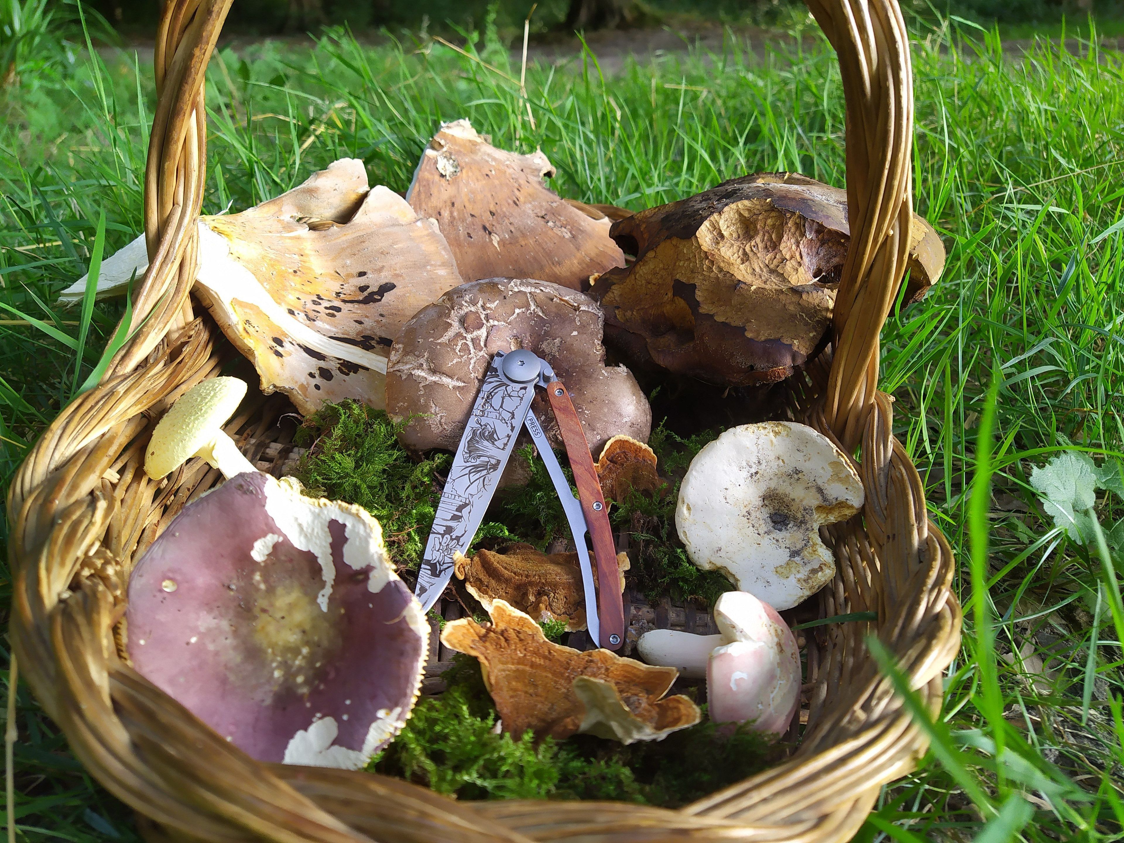 Forest Mushroom Discovery Day
