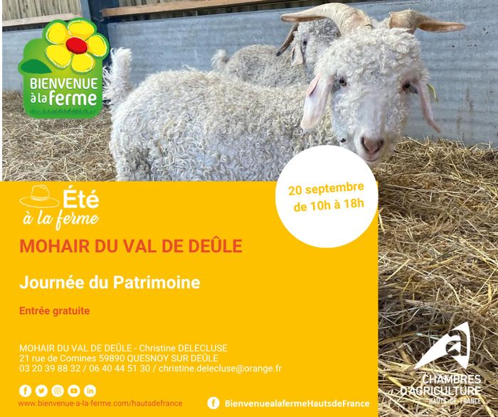 Journées du patimoine, visite de la ferme Mohair du Val de Deûle