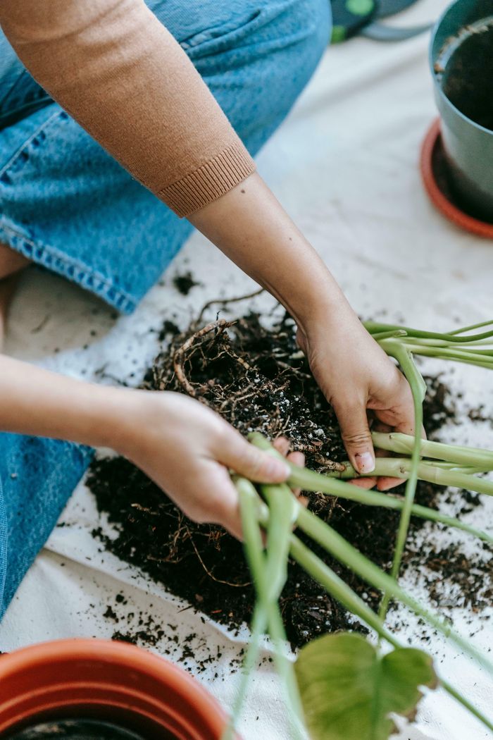 Troc plantes-graines