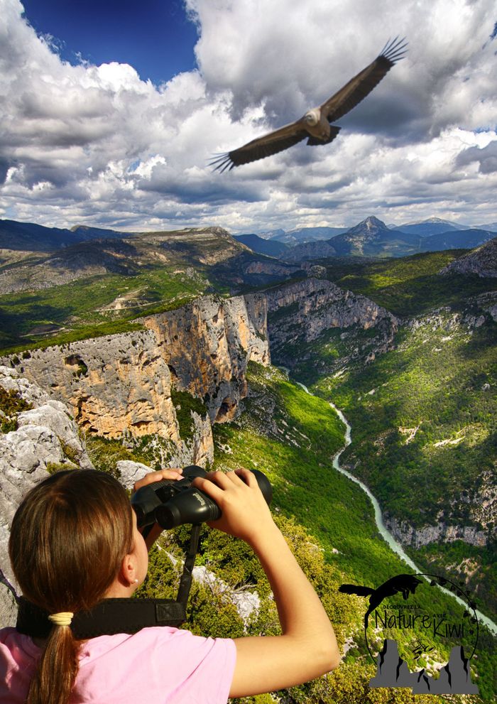 Rencontre avec les vautours du Verdon