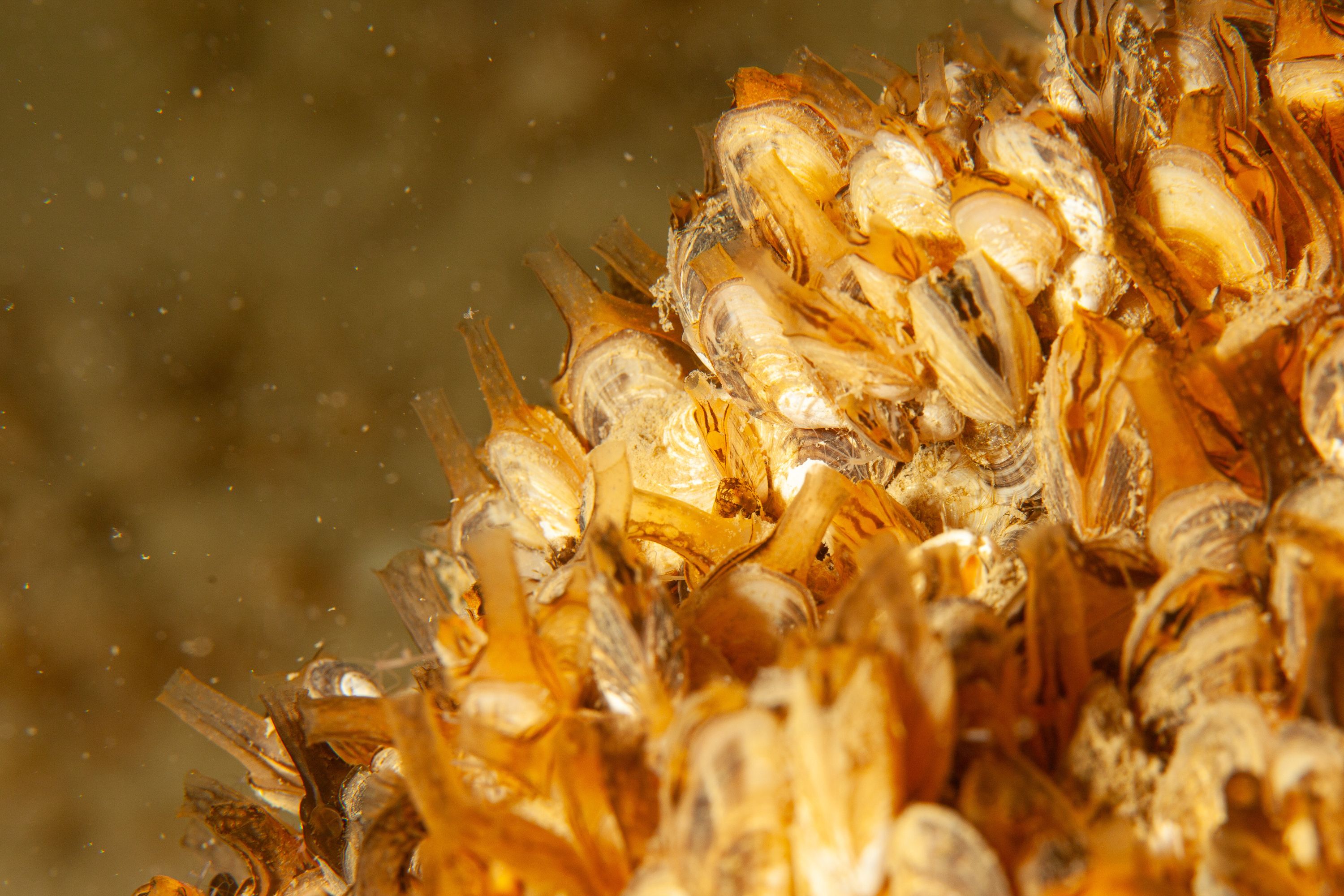 La vie cachée du Léman : mollusques et crustacés sous la loupe