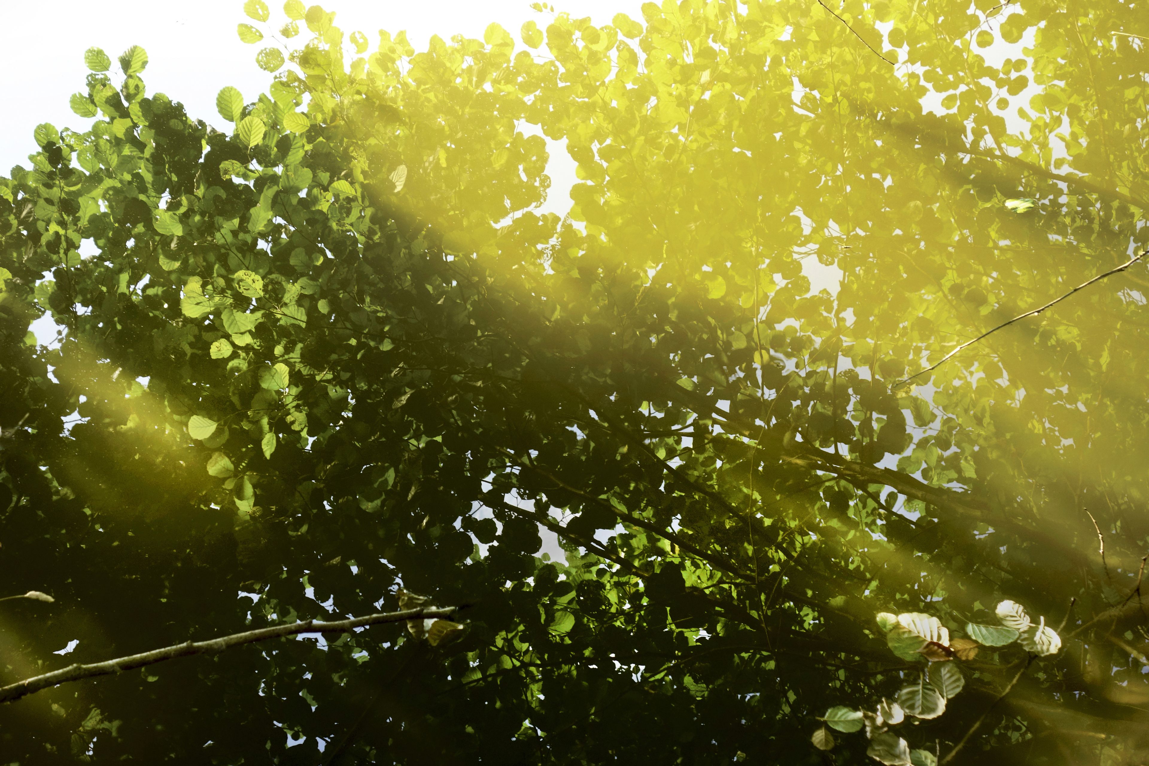 Exposition Apparitions : les mystères de la forêt, la parole des arbres, l’esprit de l’eau… - Michel CRESP