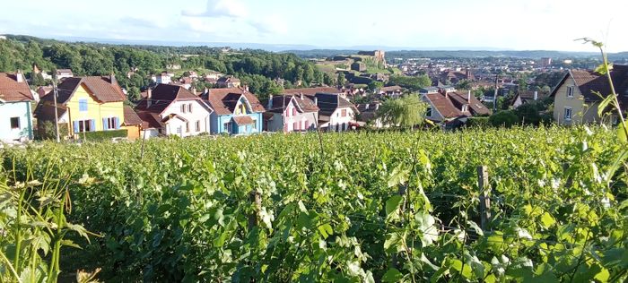 Visite guidées des vignes de la Miotte