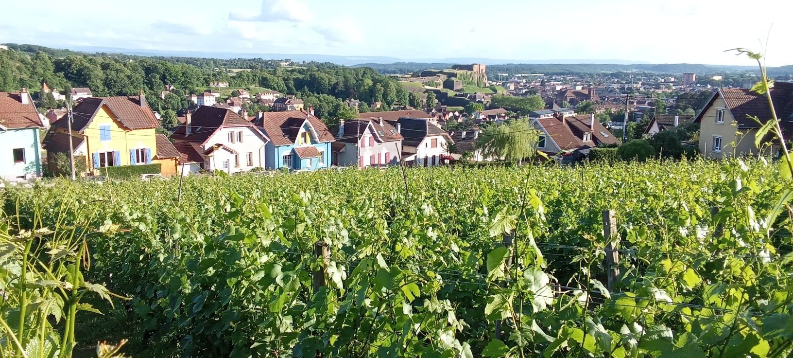 Visite guidées des vignes de la Miotte