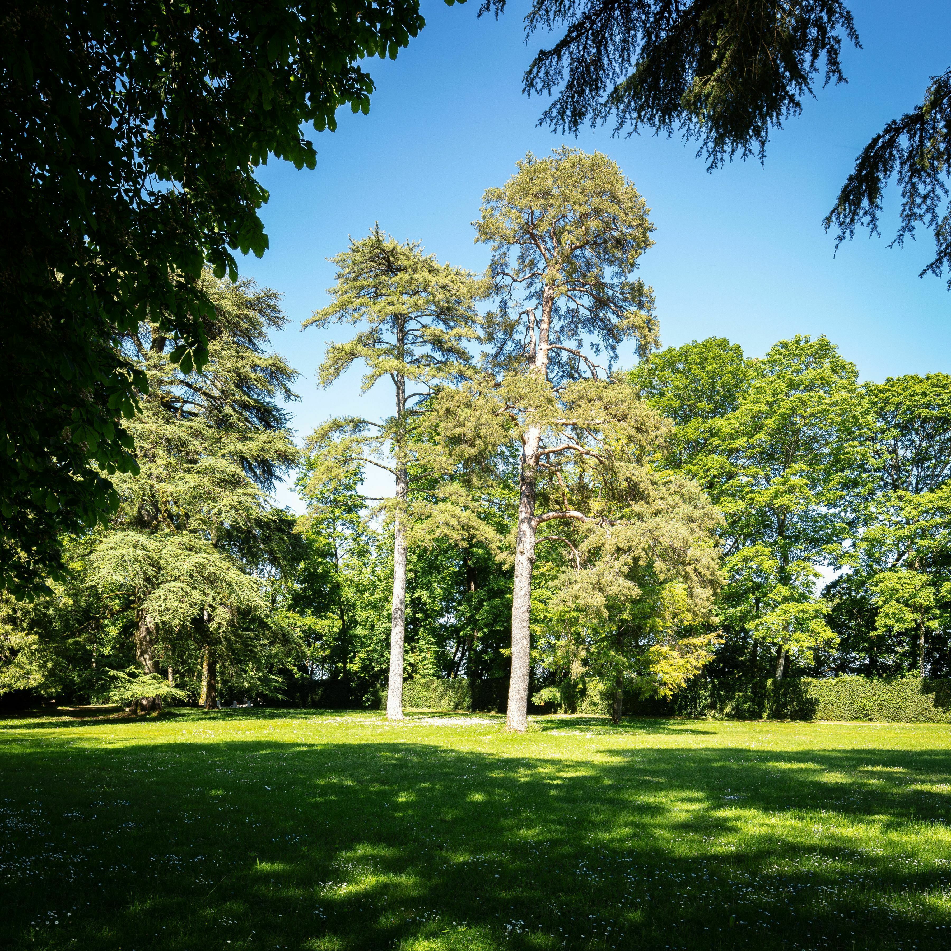Balades Guidées - Le parc du Château de Ray-sur-Saône et ses détails