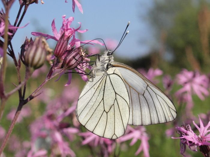 La découverte des papillons - Biodivers'été