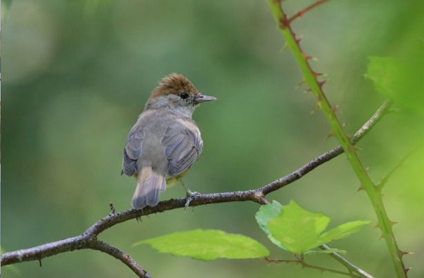 Balade ornithologique : les chants des oiseaux du Parc de Procé
