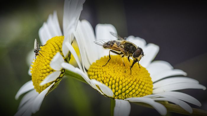 Jardiner au naturel à Cenon
