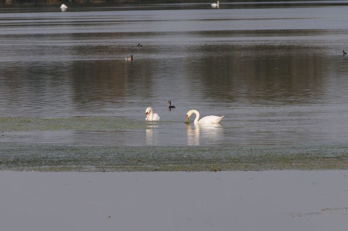 Sortie nature coorganisée par l'Agence des Espaces Verts d'Île de France