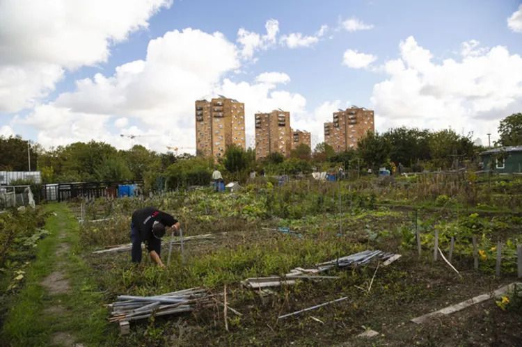 Visite des jardins ouvriers des Vertus à Aubervilliers