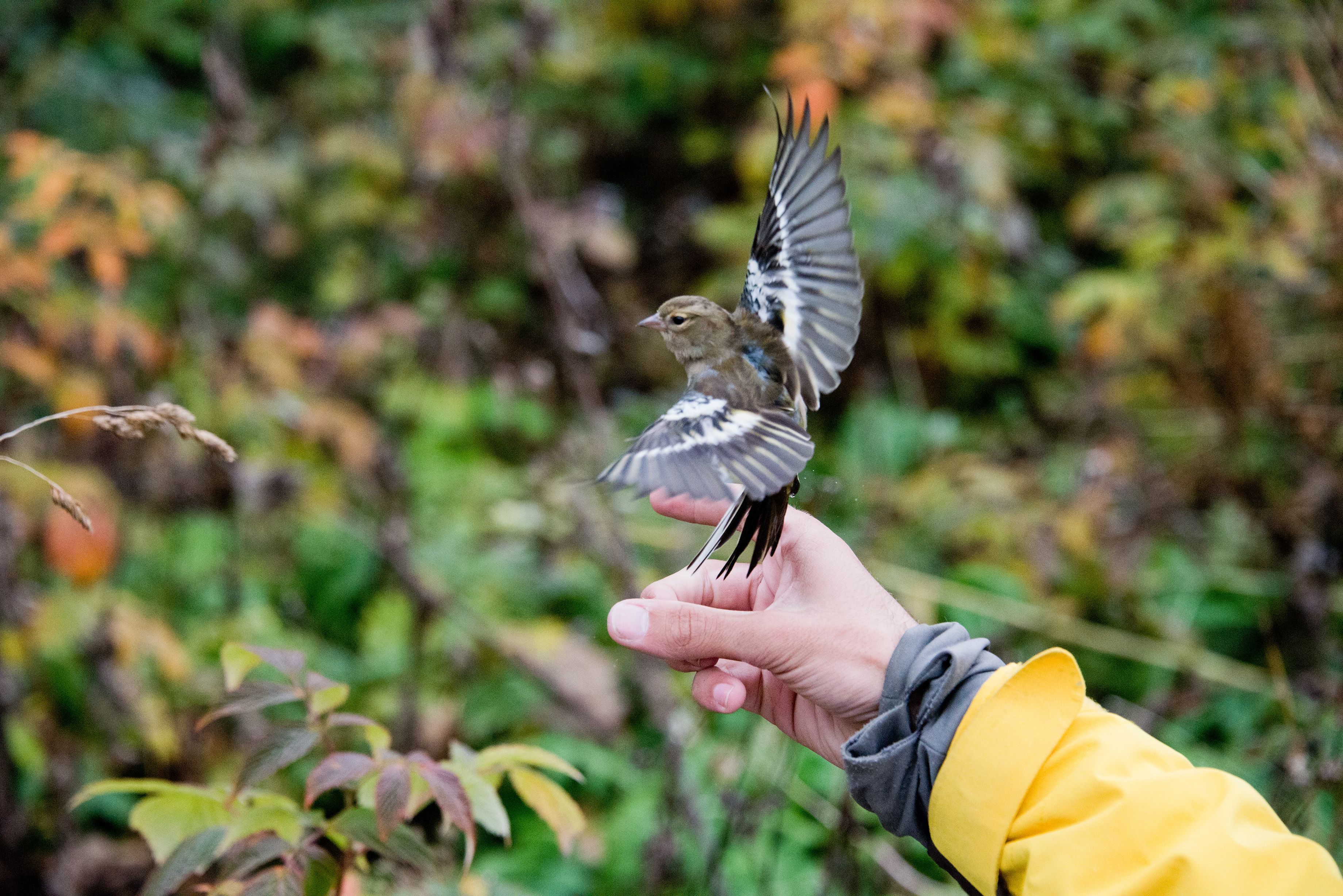 La migration des oiseaux en direct