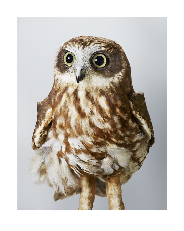 VERNISSAGE