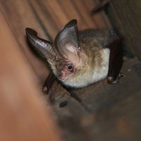 La journée de la chauve-souris à la forteresse